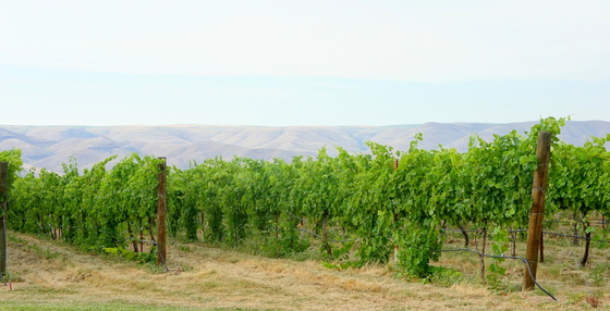 Umiker vineyards.JPG